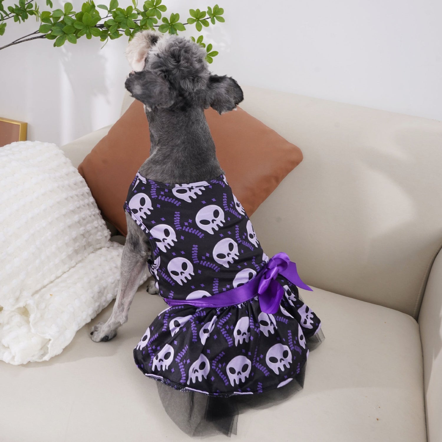 Pet Favorites